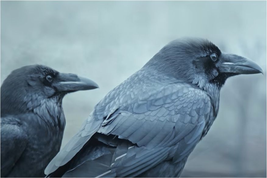 The Twa Corbies